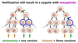 Alteration of Chromosome Number and Structure [upl. by Furlani]