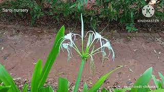 Natural Flowering in crinum asiaticum in our garden viral video viralyoutubevideo viral [upl. by Nicko]