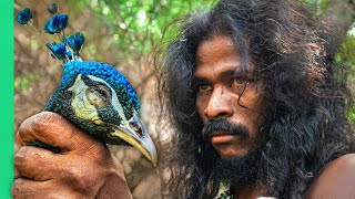 Sri Lankan Tribe Hunts Peacock 24 Hours With the Vedda [upl. by Dwan72]