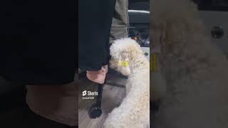 이름 없어이름이 없어코메디 puppy poodle 강아지 pets toypoodle 보리보리장보리순딩 [upl. by Kyrstin]