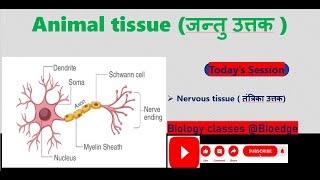 NCERT class 9 nervous tissue तंत्रिका उत्तक [upl. by Blim]