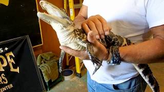 Holding a 17 Month old Alligator [upl. by Atiluj]