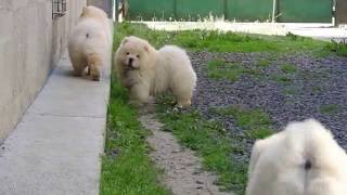 My sweet chowchow puppies are 3 months old [upl. by Assadah]