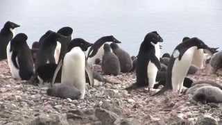 Adelie Penguin Fight [upl. by Anniroc270]