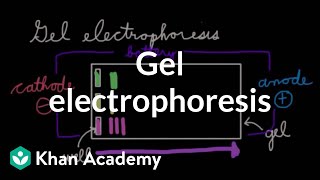 Gel electrophoresis  Chemical processes  MCAT  Khan Academy [upl. by Ydnec]