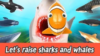 EN Lets raise sharks and whales sharks and whales names for kids coco animation ㅣCoCosToy [upl. by Jeffcott]