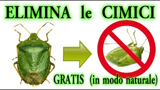 STOP CIMICI a costo zero in modo naturale CIMICE BEDBUGS PUNAISES CHINCHERS [upl. by Nerradal]