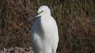 Little Egret Garzetta Egretta garzetta [upl. by Aeel]