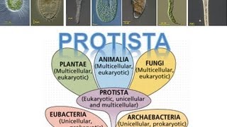 Kingdom Protista [upl. by Ainaj]