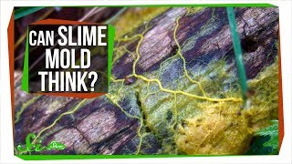 Slime Mold A Brainless Blob that Seems Smart [upl. by Vin]