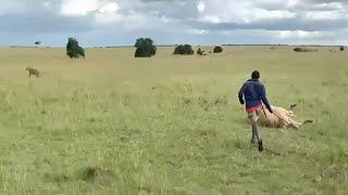 Maasai chases a lion eating his cow [upl. by Kurtzig]