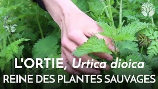 Lortie Urtica dioica la reine des plantes sauvages [upl. by Caty]