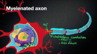 024 Nicodube23 How Myelin Sheaths speed up the Action Potential [upl. by Heddi791]