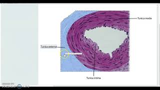 Histology CardioVascular Systemarteries veins cardiac m [upl. by Kimmi]