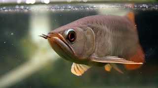 Banjar Red Arowana eats goldfish Live feeding [upl. by Knoll]