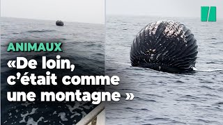 En pleine mer il croise une baleine sur le point d’exploser [upl. by Aynodal]