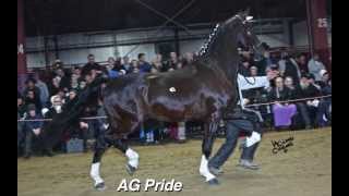 Heart of America Stallion Parade 2014 [upl. by Ecikram]