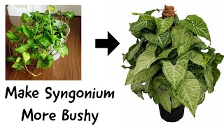 How To Make Syngonium More Bushy  Syngonium Easy Propagation  Low Light Indoor Plants [upl. by Sesom]