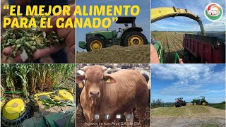 ¿Qué alimento es mejor para el ganado  ¿Pasto Sorgo o Maíz  Rentabilidad  CostoBeneficio [upl. by Eldrida]