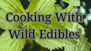 COOKING WITH WILD EDIBLES Stinging Nettle [upl. by Amsirak]