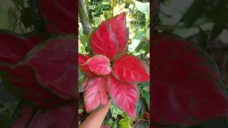 Aglaonema for saleWhatsApp 8921903513 plantsonlinesale shortsfeed viralvideoytshorts shorts [upl. by Anitnauq575]