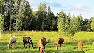 Landscapes from Finland [upl. by Babcock]