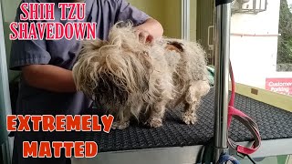 SHIH TZU SHAVEDOWN  EXTREMELY MATTED [upl. by Tudela]