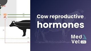 COW REPRODUCTIVE HORMONES [upl. by Cobb]