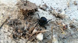 Паук Каракурт Latrodectus tredecimguttatus Дагестан [upl. by Madaih]