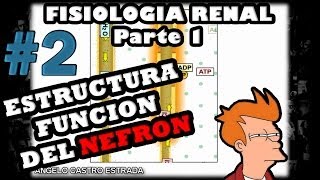 Video de Fisiologia  Fisiologia renal la nefrona y el riñon 2014 guyton [upl. by Naek]