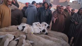 خيرات موجودة في سوق الأسبوعي حد لولاد عبدون نقدم لكم أتمنة نعجة 🐑تاريخ تصوير 1822024 [upl. by Eldnar]