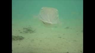 How to catch Cuttle Fish Part 1 [upl. by Sorgalim]