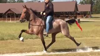 Crimson Pizazz American Standardbred Speed Racking Horse [upl. by Yuh]