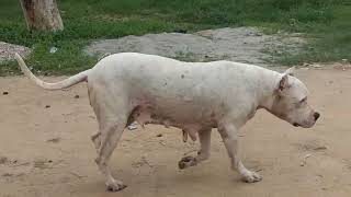 Roxy morning walk 😀 family DOGO ARGENTINO [upl. by Hannibal]