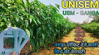 💥तगड़ा प्रॉफिट वाली मिर्च🌶️ Unisem Ganga chilli variety पौधे में क्या खूबी क्या कमी  chillifarming [upl. by Lebasi]