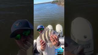 I Thinned Out My Local Sheepshead Population viral shortsviral fishing shortvideos fish 🎣😎 [upl. by Lada]