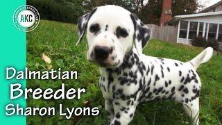 Dalmatian Breeder Sharon Lyons [upl. by Mirabel]