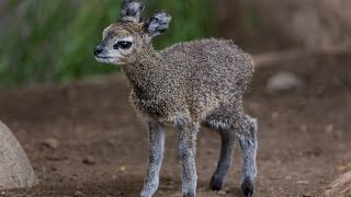 Klipsringer Calf Leaps Into Hearts at the San Diego Zoo [upl. by Ailaham638]