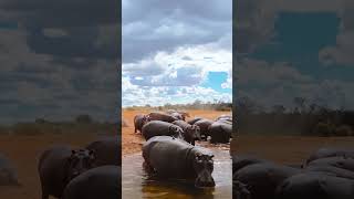 Zambezi river 🦛 📍Lower Zambezi  Zambia africa travel photography wildlife zambia wild [upl. by Nerot150]