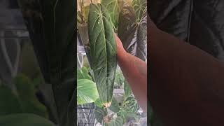 Update on my Anthurium warocqueanum‼️ anthurium anthuriumlovers anthuriumwarocqueanum [upl. by Neda]