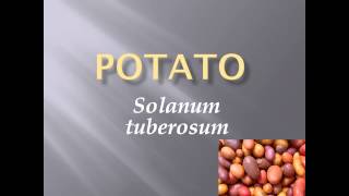 Pronunciation Picture and Scientific name of vegetable POTATO [upl. by Nanni592]