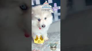 Darcy is just too cute 🥰 rare silver Pomsky 8 weeks old [upl. by Naihtsirc]