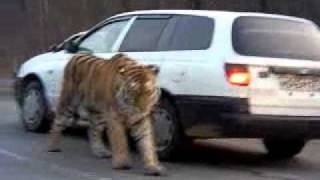 Siberian Tiger on the road Амурский тигр на дороге  To license this video contact infolpe360com [upl. by Ahsats474]