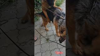 🐕‍🦺🦮Introduction of dogs💕 German shepherds Alf and Rina [upl. by Nixie878]