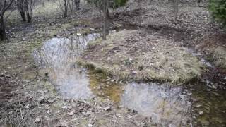 Permaculture Rain Pond Ecosystem Preservation Project [upl. by Nathanial]