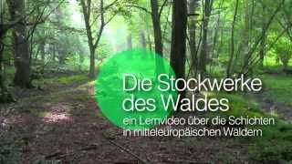 Die Stockwerke des Waldes  Einleitung [upl. by Ataeb]