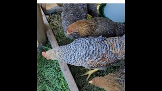 Are Bielefelder Chickens Good to Free Range [upl. by Ahsietal]