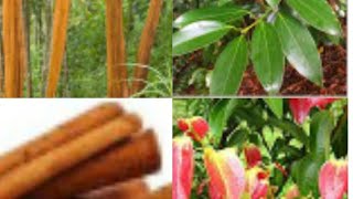 How to grow Cinnamon plant at home  Cinnamomum verum Zeylanicum [upl. by Engedi]