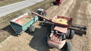 CANADIAN FARMER  2023 SOYBEAN Harvest featuring a Massey Ferguson 9895 combine and MF8680 tractor [upl. by Lemrac]