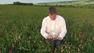 Sainfoin at Honeydale June 6th [upl. by Lovich71]